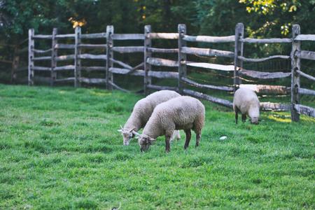 sheep daytime domestic